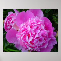 Big Pink Peony Poster