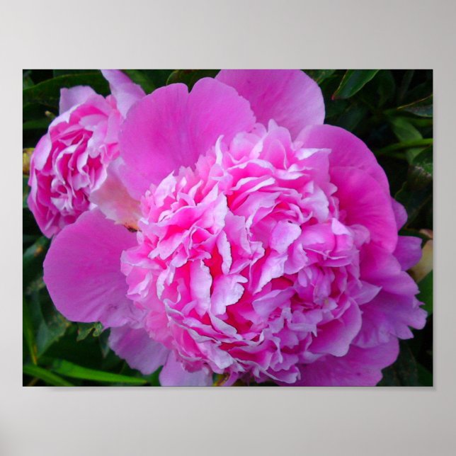 Big Pink Peony Poster (Vorne)