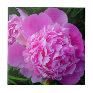 Big Pink Peony Tile Fliese