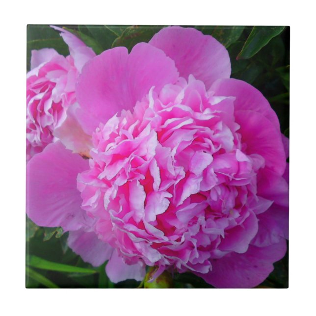 Big Pink Peony Tile Fliese (Vorderseite)