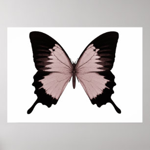 Big Red & Black Butterfly Poster