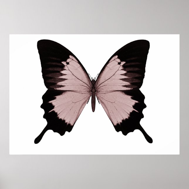 Big Red & Black Butterfly Poster (Vorne)