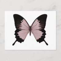 Big Red & Black Butterfly