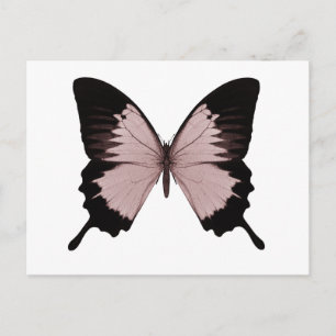 Big Red & Black Butterfly Postkarte