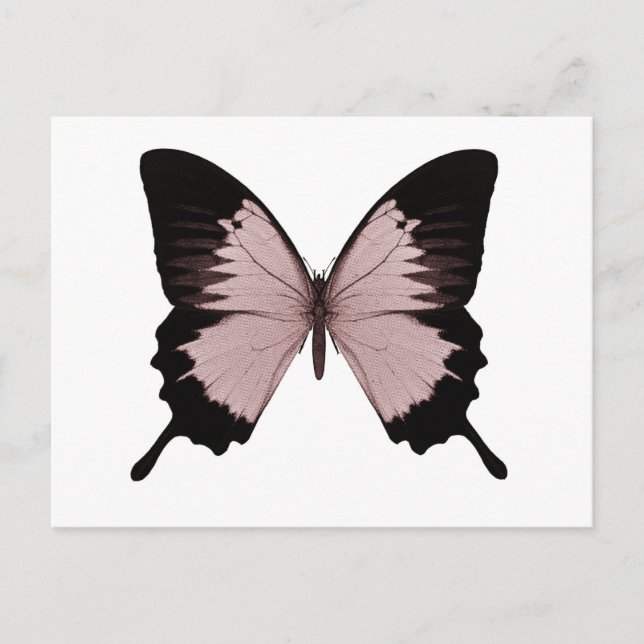 Big Red & Black Butterfly Postkarte (Vorderseite)