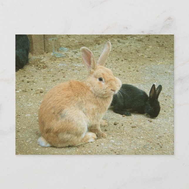 Big Red Bunny Postkarte (Vorderseite)