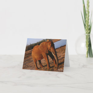 Big Red Elephant Note Card Karte