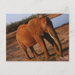 Big Red Elephant Postcard Postkarte