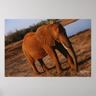 Big Red Elephant Poster