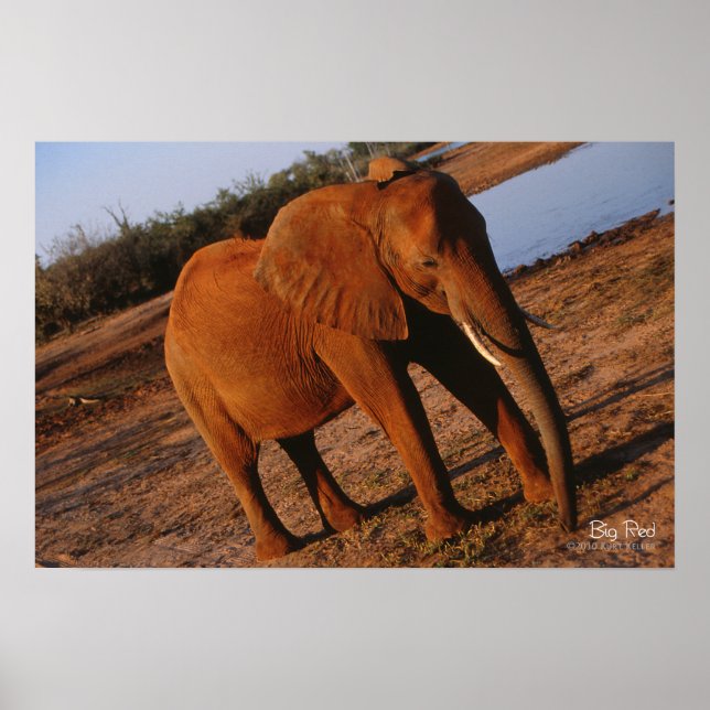 Big Red Elephant Poster (Vorne)