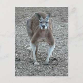 Big Red Kangaroo Postkarte