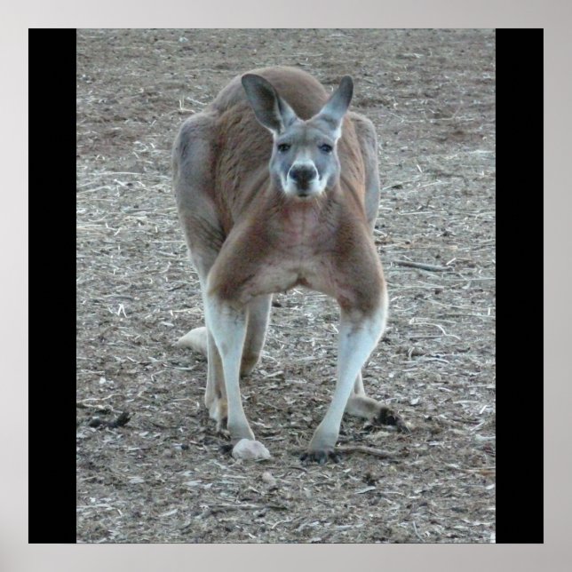 Big Red Kangaroo Print Poster (Vorne)