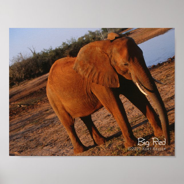 Big Red Poster (Vorne)