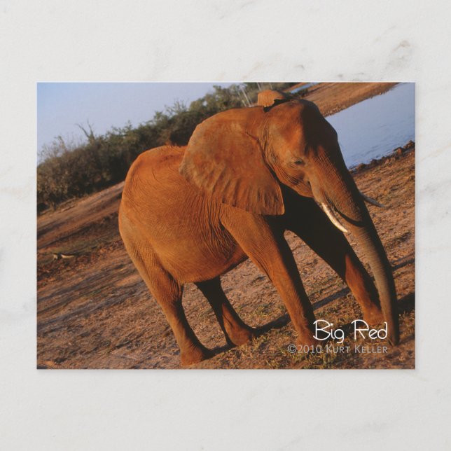 Big Red Postkarte (Vorderseite)