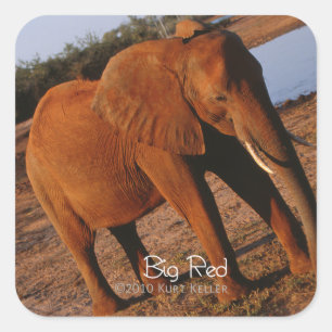 Big Red Quadratischer Aufkleber