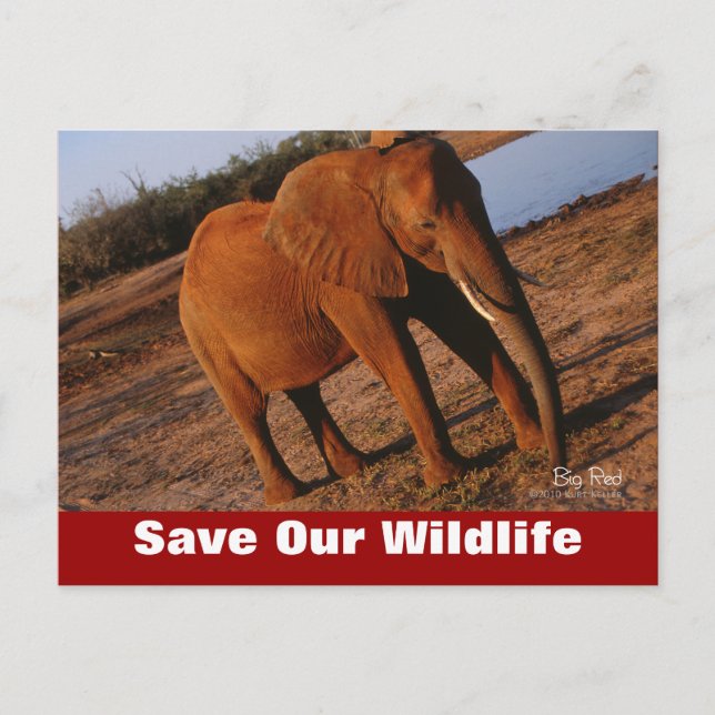 Big Red Rett Our Wildlife Postcard Postkarte (Vorderseite)