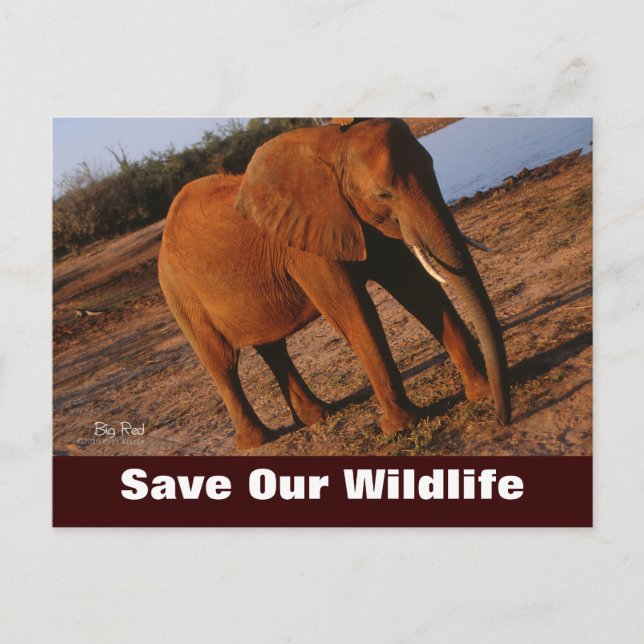 Big Red, Rett unsere Wildlife Postkarte (Vorderseite)