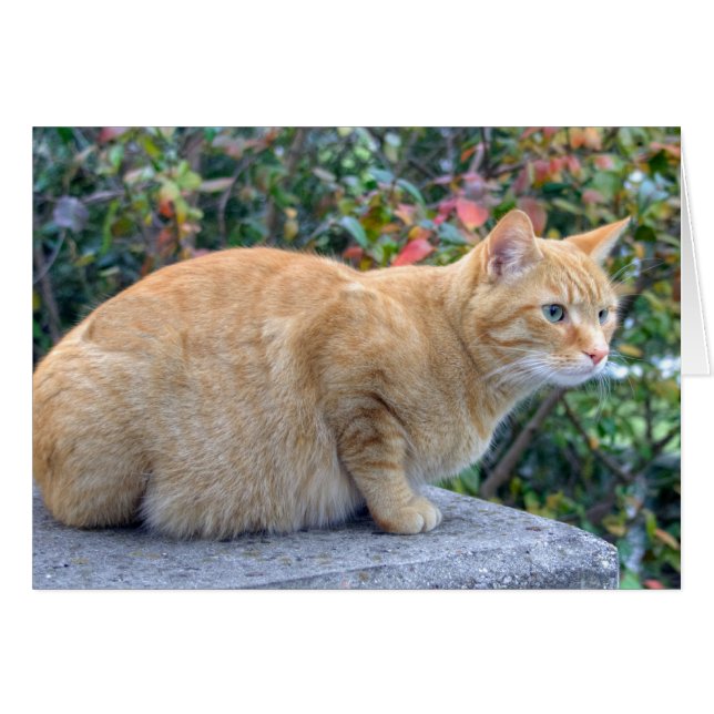 Big Red Tabby (Vorderseite (Horizontal))