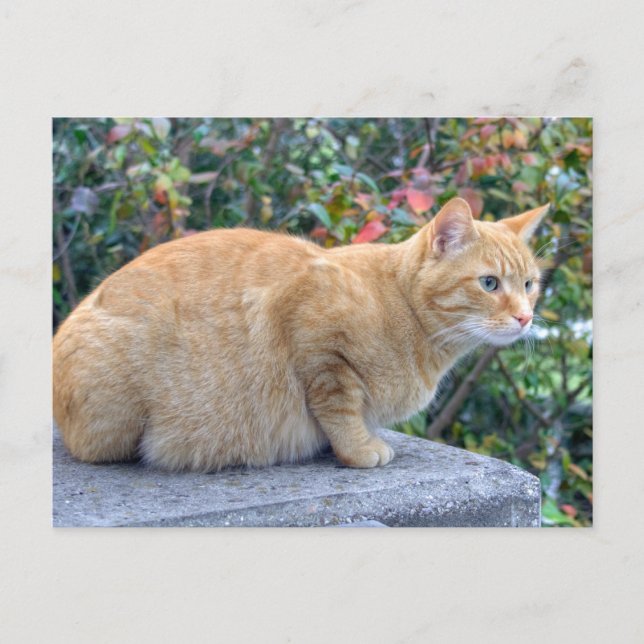 Big Red Tabby Postkarte (Vorderseite)