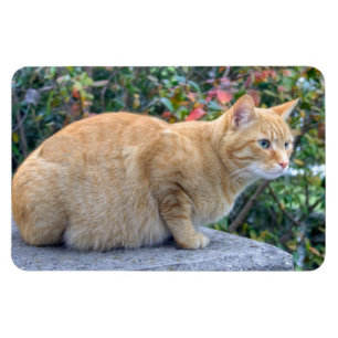 Big Red Tablet Magnet