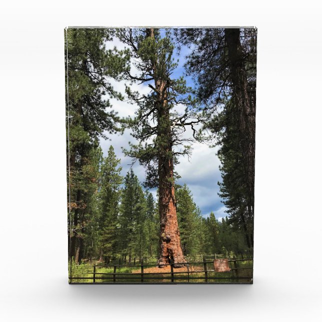 Big Red Tree, La Pine, OR Fotoblock (Vorderseite)