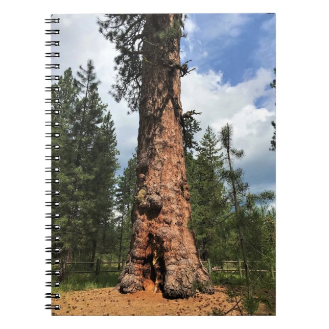 Big Red Tree, La Pine, OR Notizblock (Vorderseite)