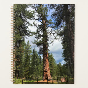 Big Red Tree, La Pine, OR Planer