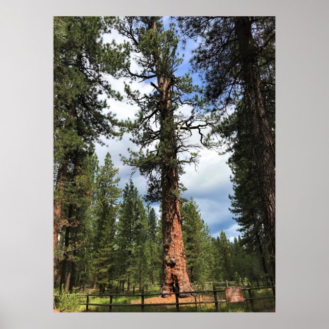 Big Red Tree, La Pine, OR Poster (Vorne)