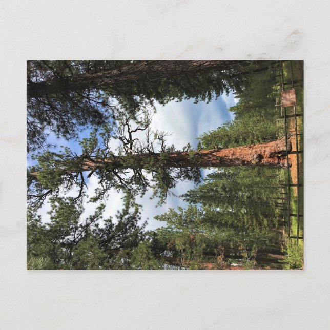 Big Red Tree, La Pine, Oregon Postkarte (Vorderseite)