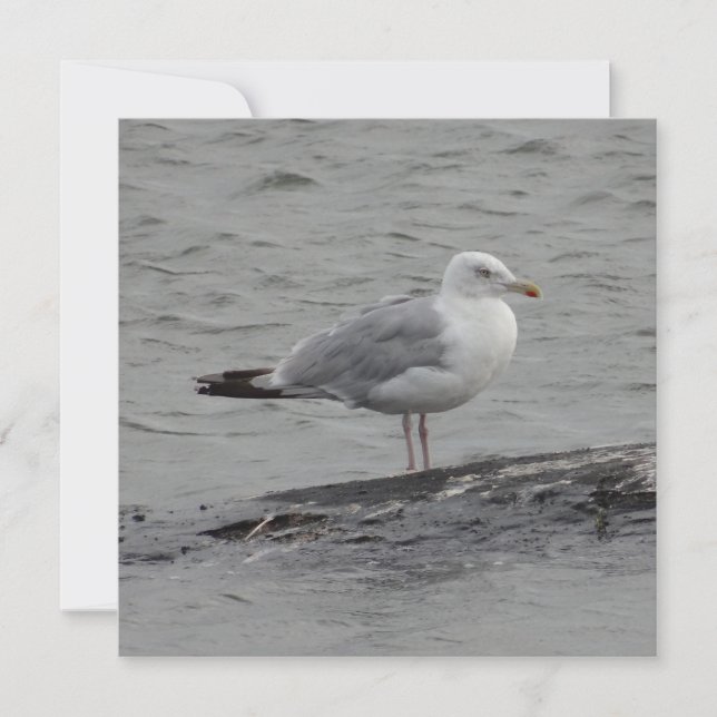 Big Seagul Flat Card (Vorderseite)