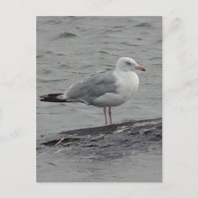 Big Seagul Flat Card Postkarte (Vorderseite)