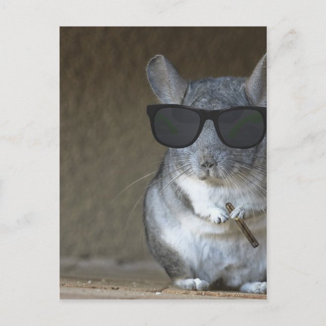 Big Shot Chinchilla Postkarte (Vorderseite)