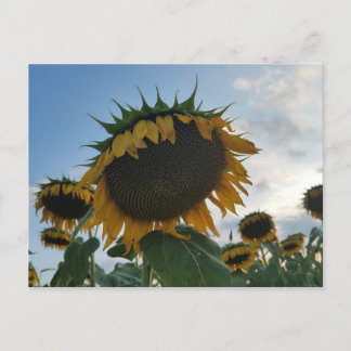 Big Sunflower Postcard Postkarte