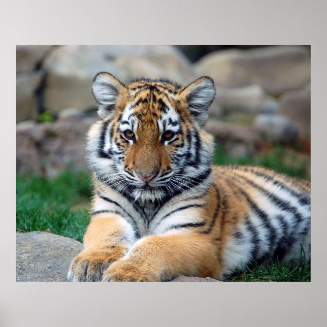 Big Tiger Cub Poster (Vorne)
