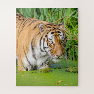 Big Tiger schwimmen mit grünen Blättern Puzzle