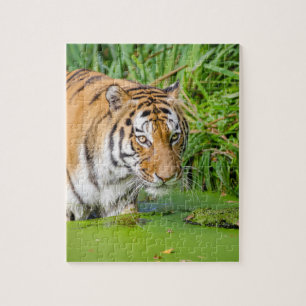 Big Tiger schwimmen mit grünen Blättern Puzzle