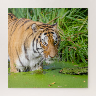 Big Tiger schwimmen mit grünen Blättern Puzzle