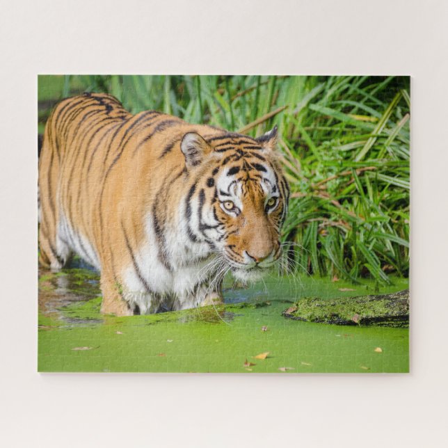 Big Tiger schwimmen mit grünen Blättern Puzzle (Horizontal)