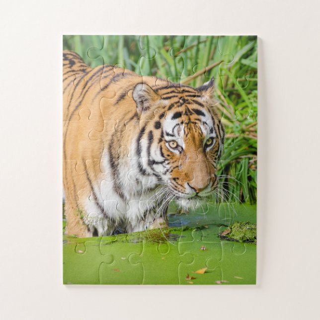 Big Tiger schwimmen mit grünen Blättern Puzzle (Vertikal)