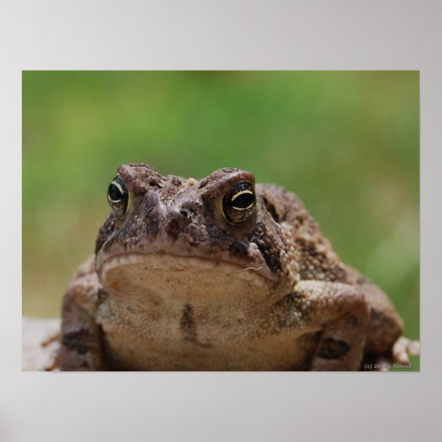 Big Toad Poster (Vorne)