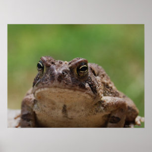 Big Toad Poster