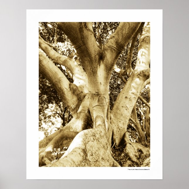 Big Tree Fotografy Sepia Schwarz und Weiß Poster (Vorne)