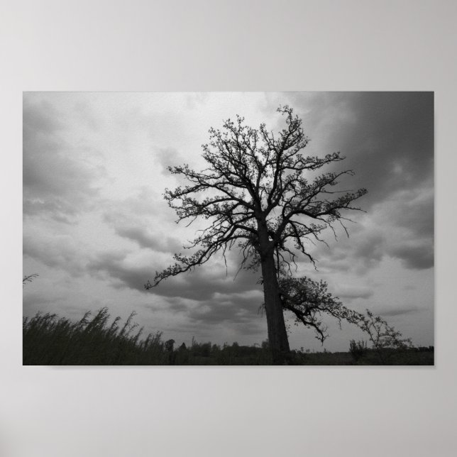 Big Tree, Glacier Ridge Metropark, Dublin, Ohio Poster (Vorne)