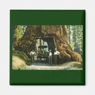 Big Tree Wawona, Mariposa Grove, CA Vintag Magnet