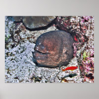 Big Ugly Eel