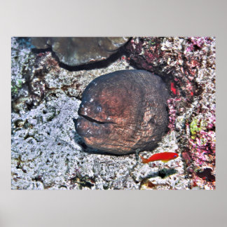 Big Ugly Eel Poster