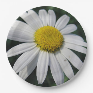 Big White Daisy Pappteller