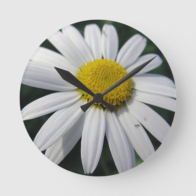 Big White Daisy   Runde Wanduhr (Vorderseite)