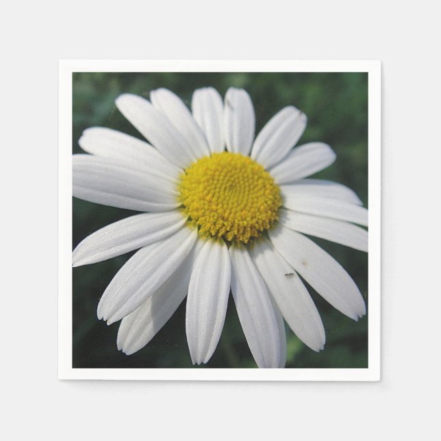 Big White Daisy Serviette (Vorderseite)