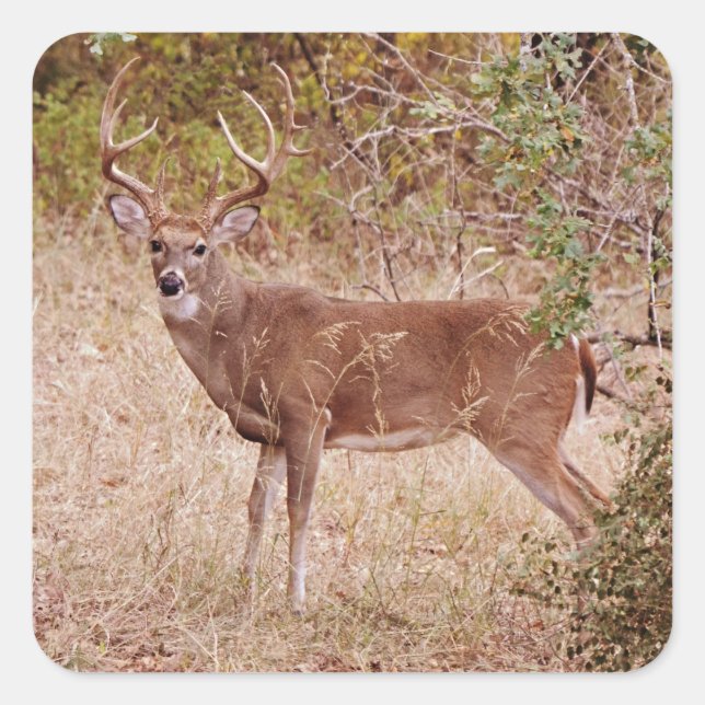 Big White Tails Deer Buck Antler Sticker (Vorderseite)